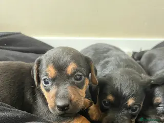 Mixed Breed dogs 7 Dachshund x jack russel puppies - Advert 1
