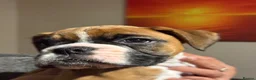 Boxer dogs for sale: Gorgeous Boxer puppies  in Kidwelly - Advert 3