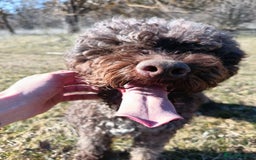 Lagotto Romagnolo dogs for sale: Lagotto Romagnolo - The Best breed ever  - Image 16