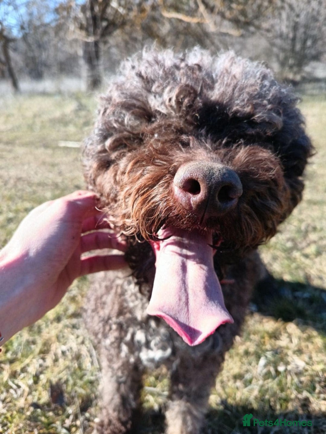 Lagotto Romagnolo dogs for sale: Lagotto Romagnolo - The Best breed ever  - Image 16