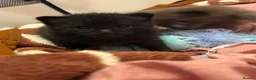 British Shorthair cats for sale: 2 Kittens, tuxedo and black cat (description) in Cirencester - Advert 20