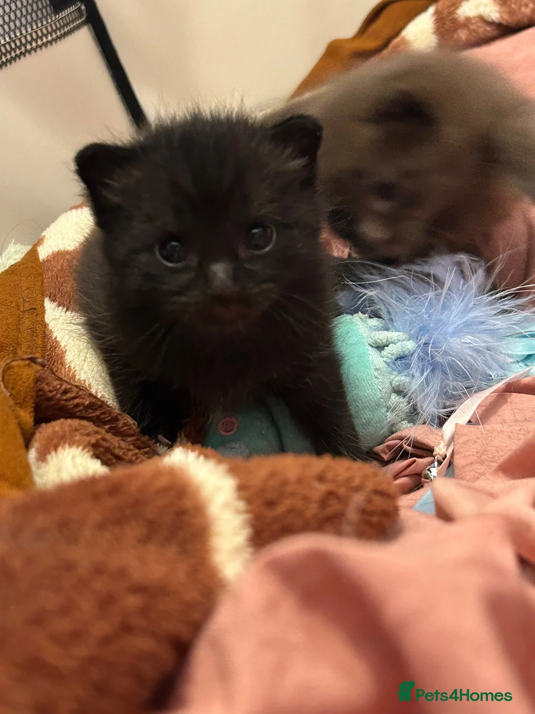 British Shorthair cats for sale: 2 Kittens, tuxedo and black cat (description) in Cirencester - Advert 20