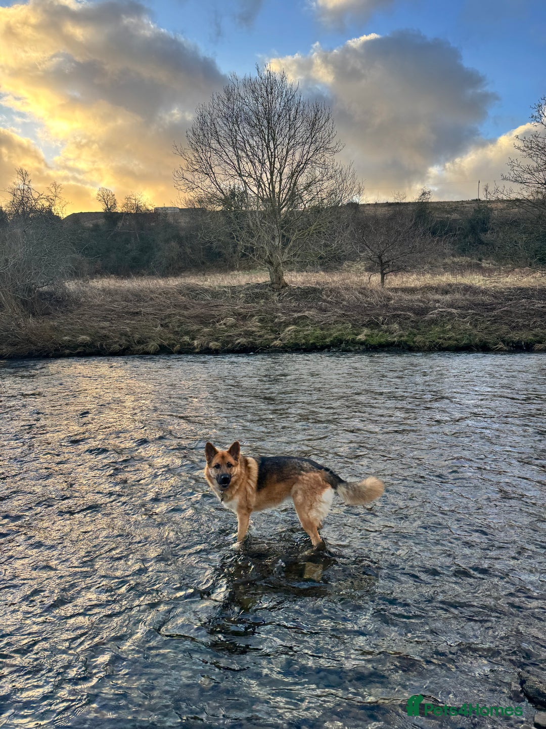 Mixed Breed dogs for sale: Shepherd x Akita - Image 5