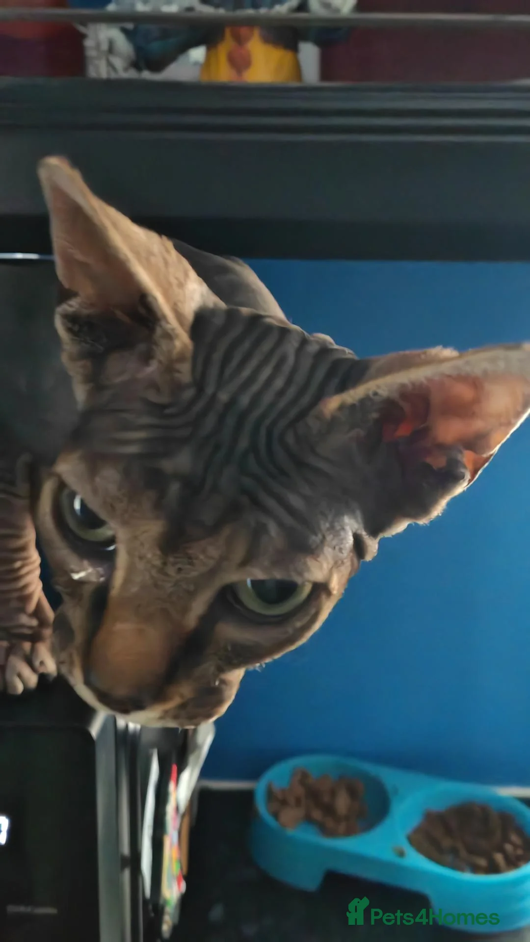 Sphynx cats for sale: Looking for for ever home ready for  **   in Merthyr Tydfil - Advert 1