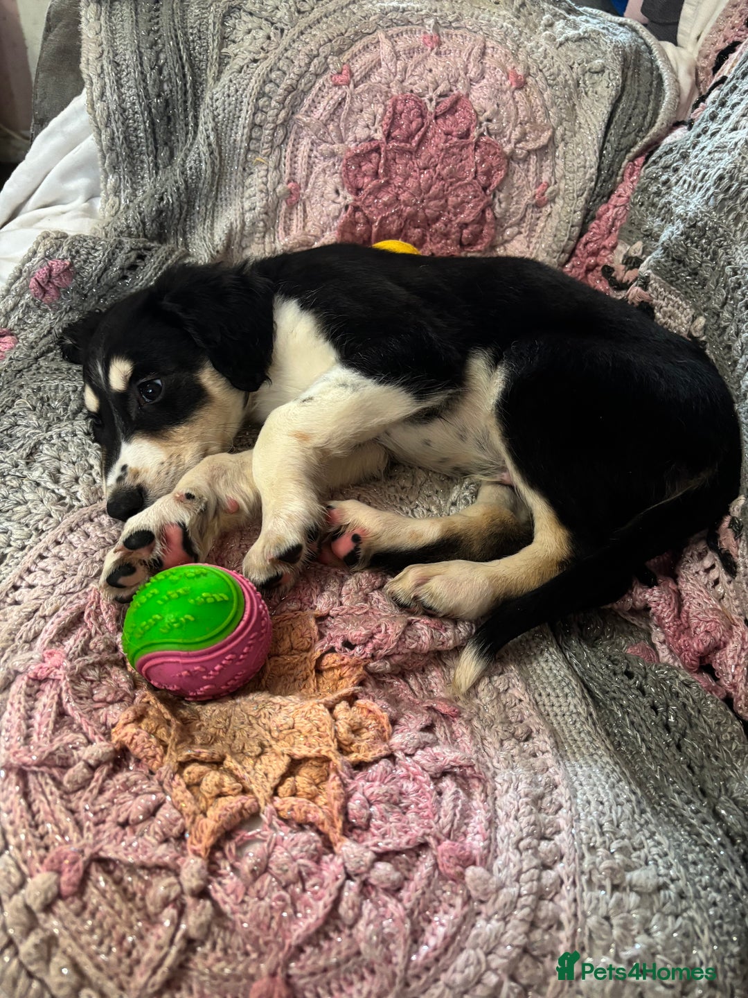 Mixed Breed dogs for sale:  3/4 saluki x 1/4 whippet puppies last two reduced - Advert 10