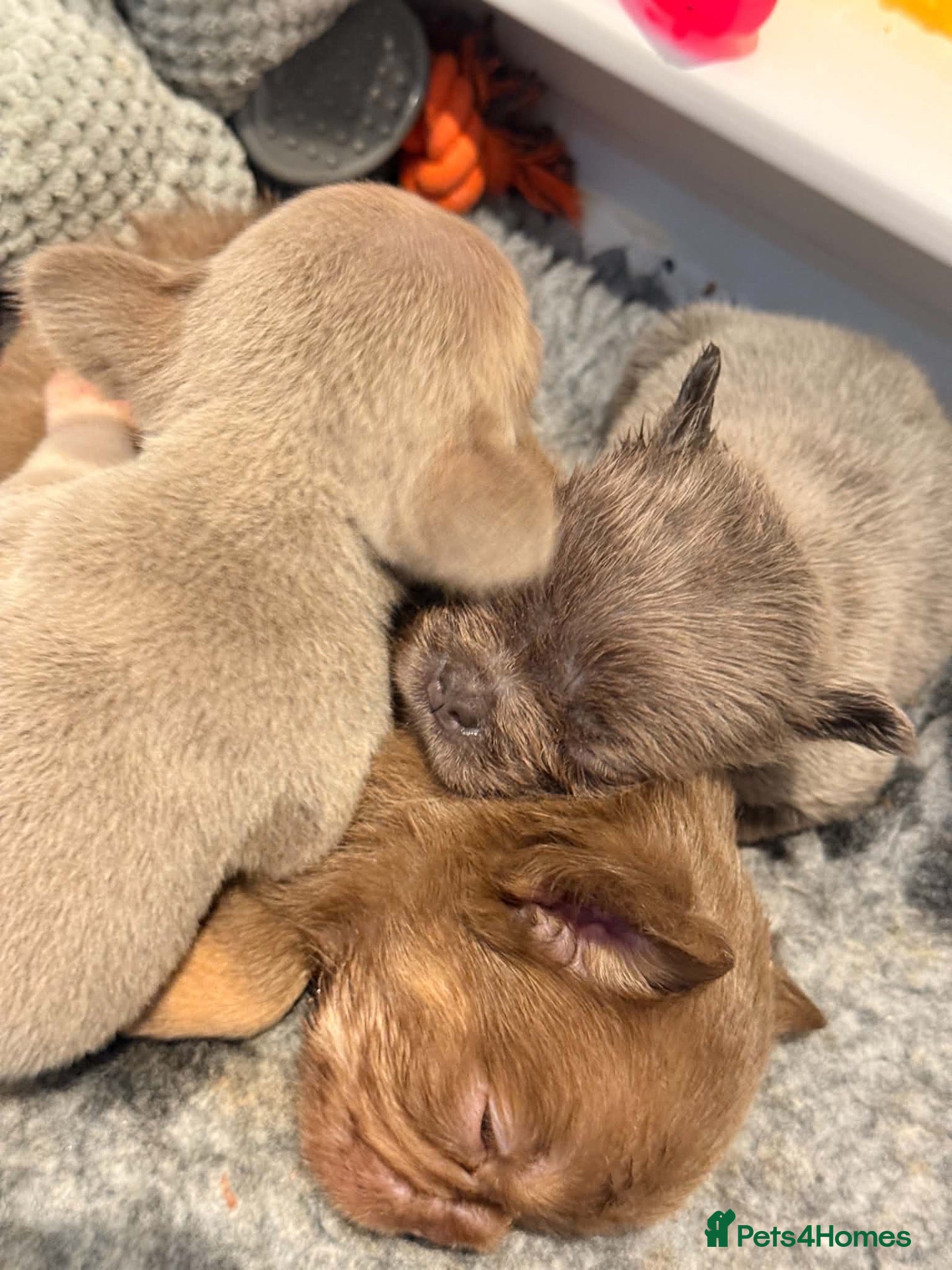 French Bulldog dogs Stunning French Bulldog puppies  - Advert 2