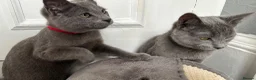 Russian Blue cats for sale: Russian Blue Kittens  - Advert 6