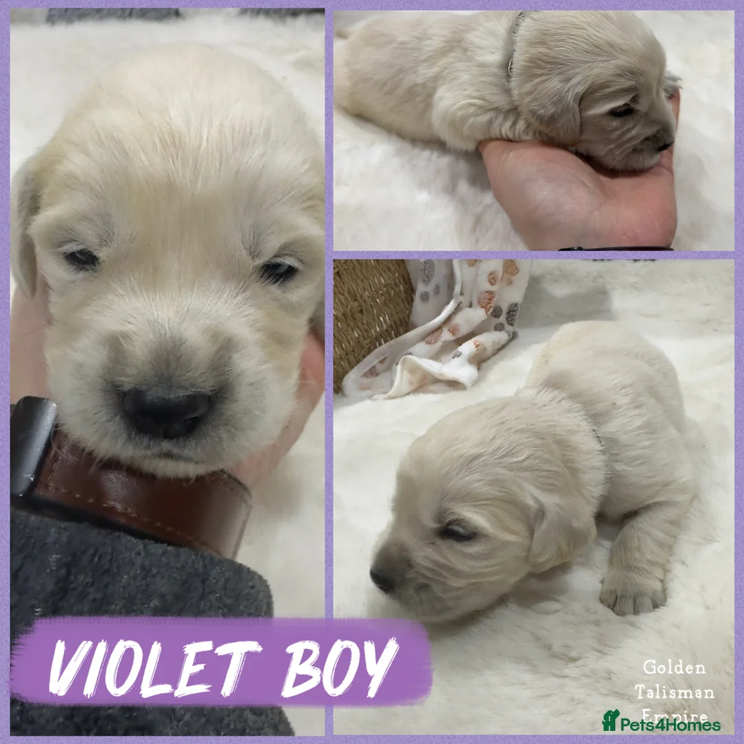 Golden Retriever dogs for sale: 35 GEN Champion Bloodline, Mum a Therapy Dog - Advert 14