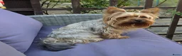 Yorkshire Terrier dogs for sale: Beautiful Yorkshire Terrier Girls - Advert 14