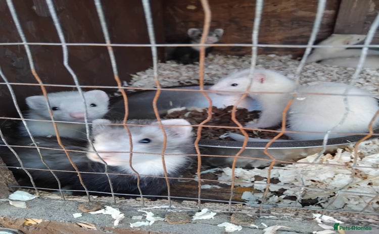 Ferret rodents - Advert 1