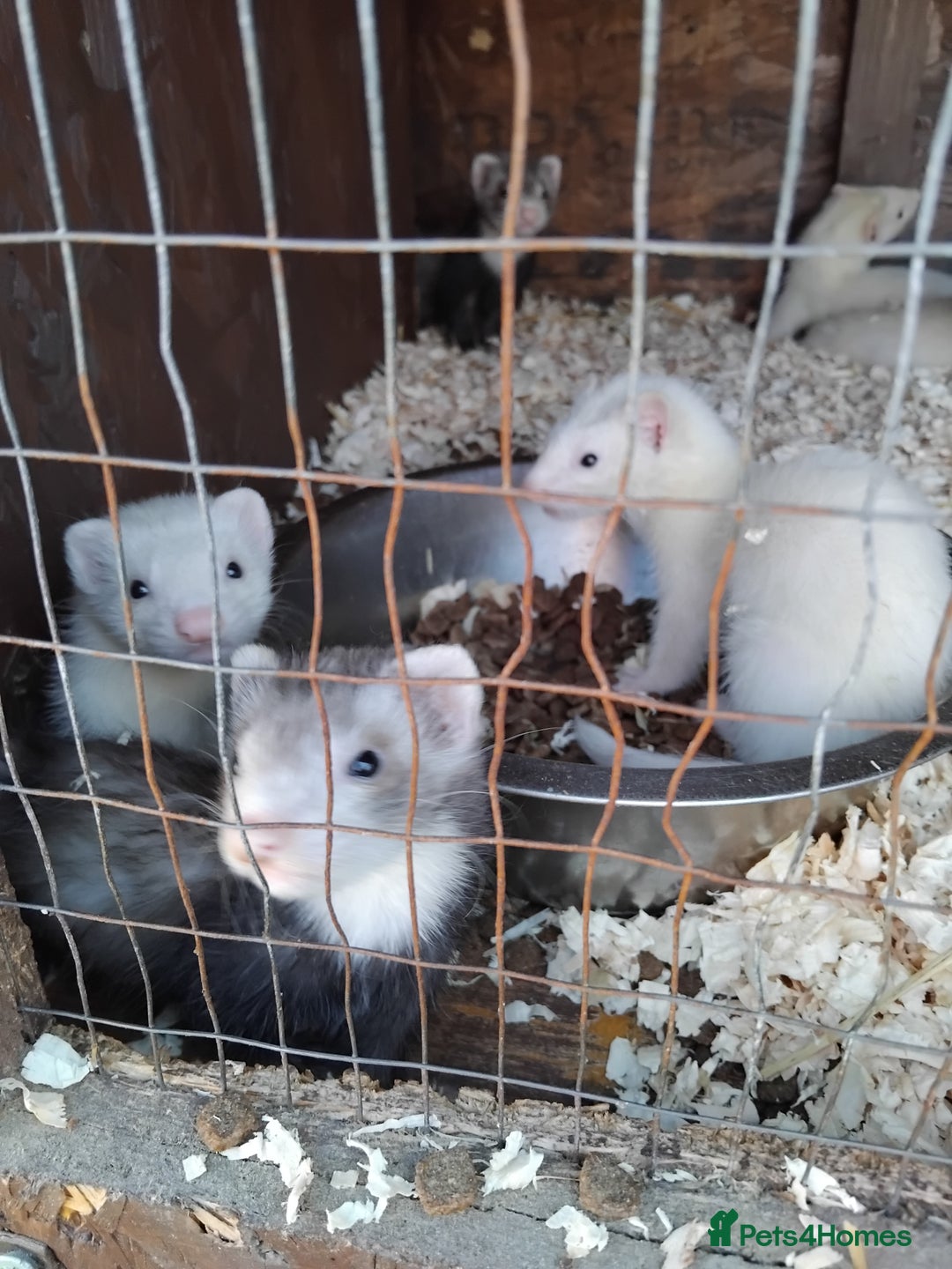 Ferret rodents for sale: Ferrets foe sale  - Image 1