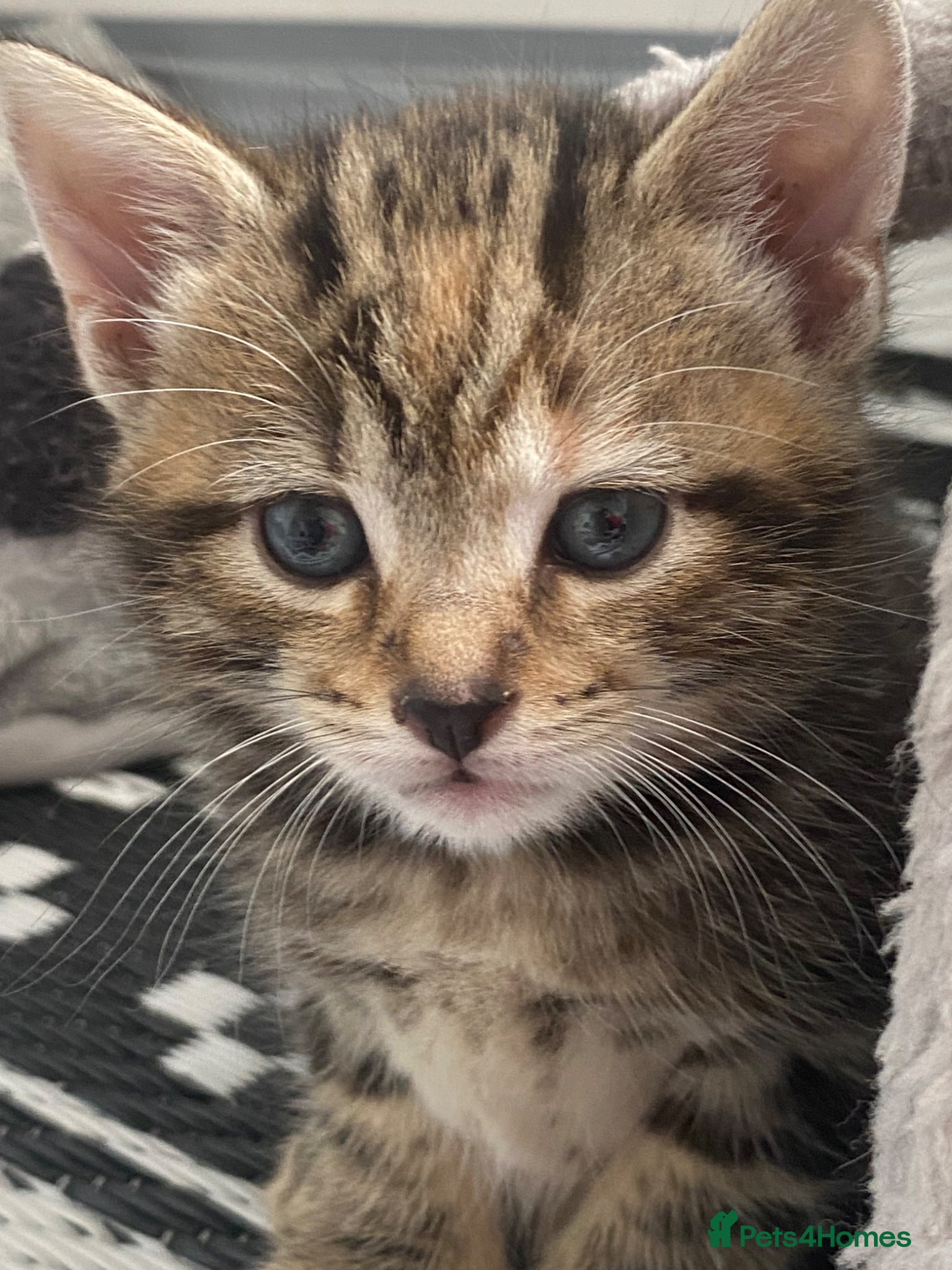 Mixed Breed cats Bengal cross American shorthairxBombay kittens 🐱  - Advert 1