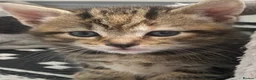 Mixed Breed cats for sale: Last female bengal x ASH x Bombaykittens 🐱 - Advert 12