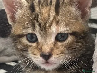Mixed Breed cats Bengal cross American shorthairxBombay kittens 🐱 - Advert 1