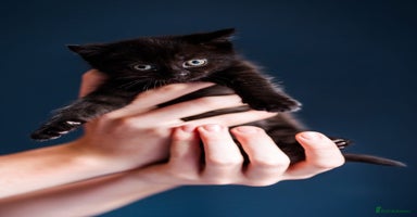 Mixed Breed cats - Advert 10