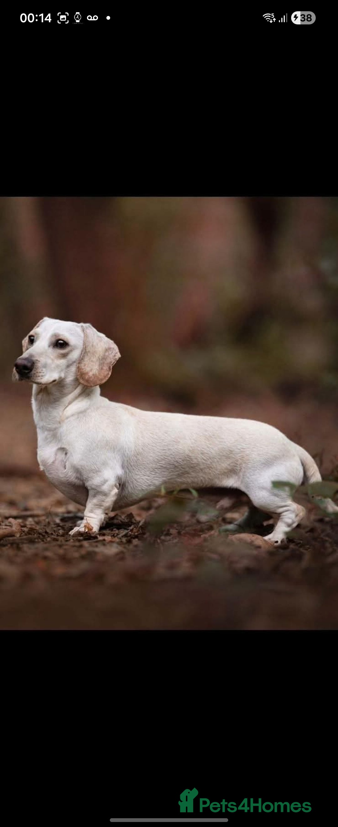 Miniature Dachshund dogs for sale: Kc registers mini smoothaired dachshund puppies - Advert 5