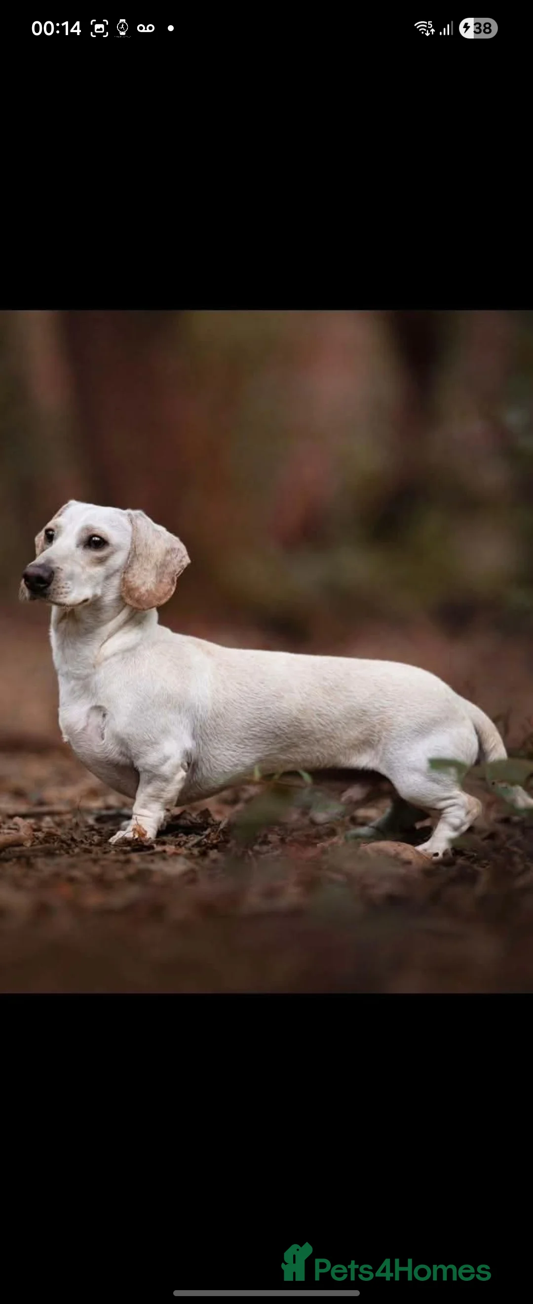 Miniature Dachshund dogs for sale: Kc registers mini smoothaired dachshund puppies - Advert 13