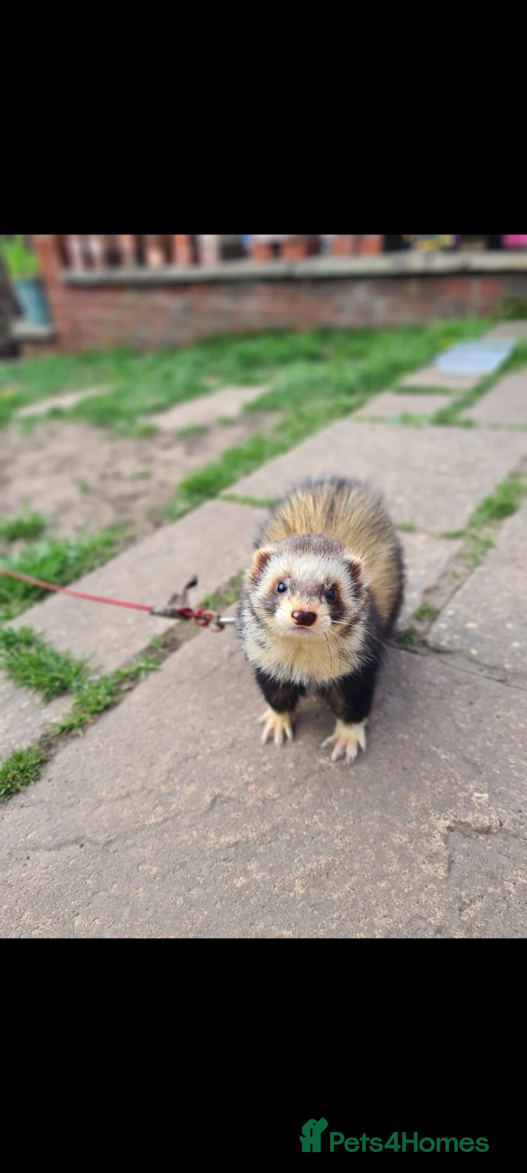 Ferret rodents for sale: Ferret hob and cage - Advert 1