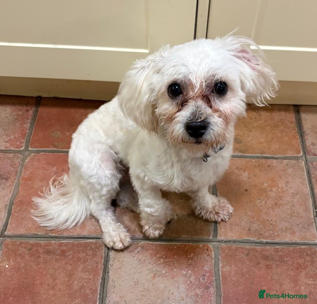 Lowchen dogs for adoption: 🐾 Meet BEAR — He is READY FOR A FRESH START 🧸 - Advert 15
