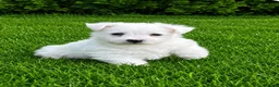 West Highland Terrier dogs for sale: Adorable West Highland terrier puppy - Advert 7