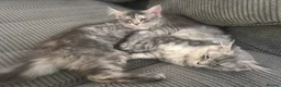 Maine Coon cats for sale: 🐈‍⬛Only 2 female kittens left 🐈‍⬛ - Advert 2