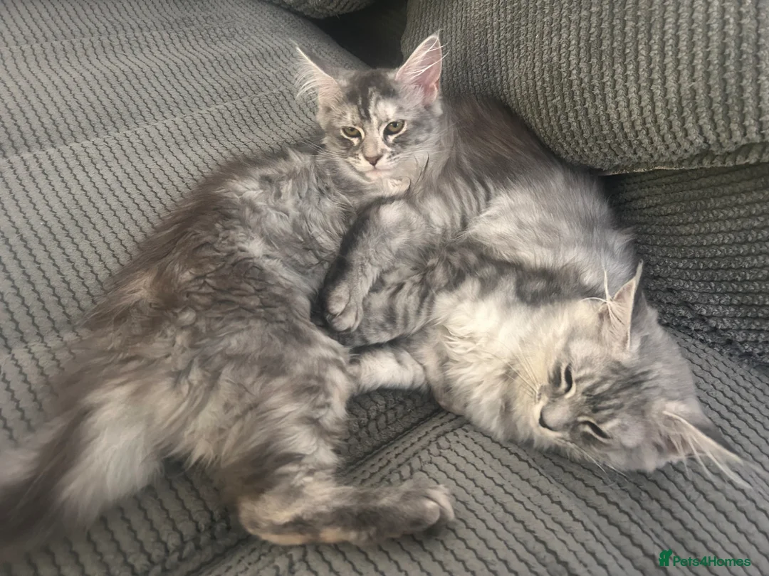 Maine Coon cats for sale: 🐈‍⬛Only 2 female kittens left 🐈‍⬛ - Advert 2