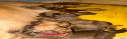 Boerboel dogs for sale: Elite Guard Neema X Spartan Dutch - Advert 12