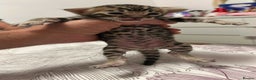 Bengal cats for sale: Beautiful bengal kittens for sale, 2boys available - Advert 17