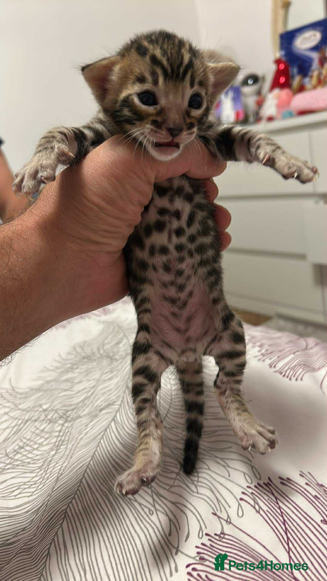 Bengal cats for sale: Beautiful bengal kittens for sale, 2boys available - Advert 17