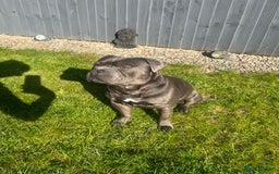 Staffordshire Bull Terrier dogs for stud: DELAMERES BLU THUNDER - Sully in Newton-le-Willows - Image 2
