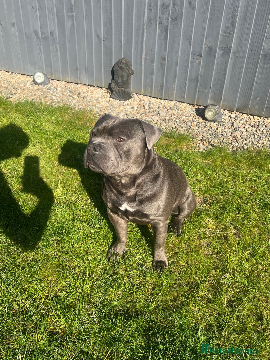 Staffordshire Bull Terrier dogs for stud: DELAMERES BLU THUNDER - Sully in Newton-le-Willows - Image 2