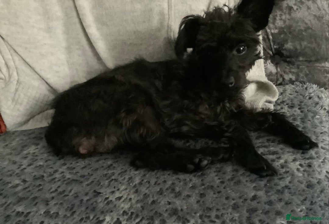 Mixed Breed dogs for sale: Adorable 11 month old crossed bitch for sale - Image 2