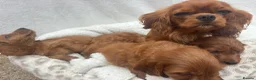 Cavapoo dogs for sale: Cavapoo puppies - Advert 34