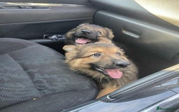 German Shepherd dogs for sale: Ready to leave  german shepherd puppy  - Image 3