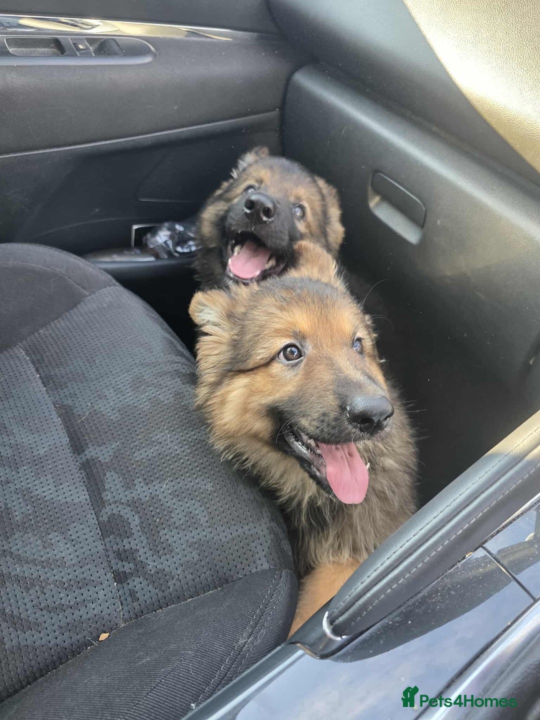 German Shepherd dogs for sale: Ready to leave  german shepherd puppy  - Image 3