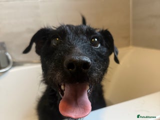 Patterdale Terrier dogs - Advert 2