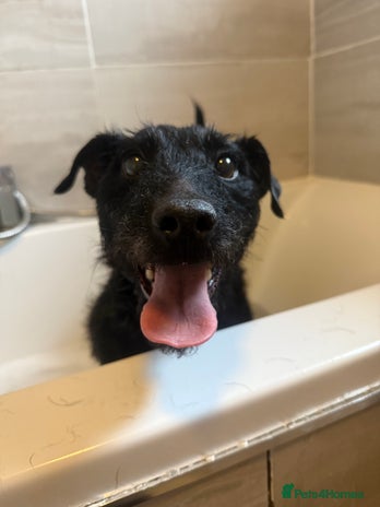 Patterdale Terrier dogs - Advert 1