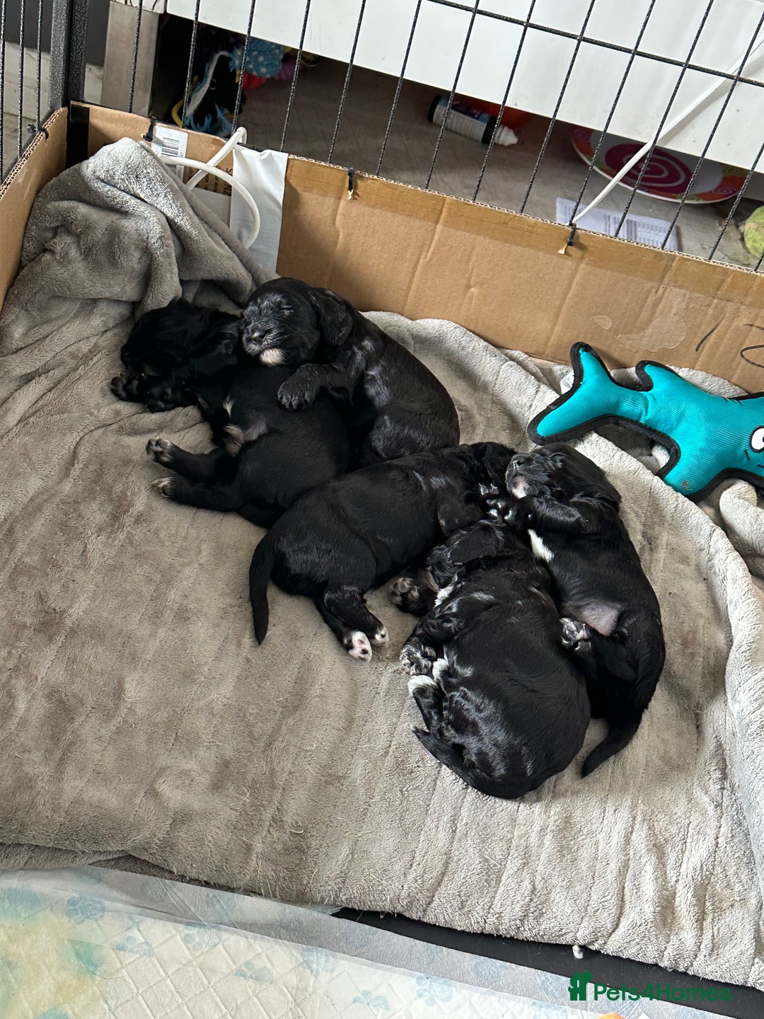 Cockapoo dogs for sale: Stunning F1B Show Cockapoo LAST TO RESERVE - Image 12