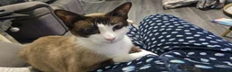Snowshoe cats for sale: A VERY SPECIAL GIRL LOOKING FOR HER FOREVER HOME - Advert 6