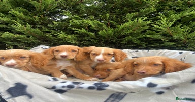 Cocker Spaniel dogs - Advert 8
