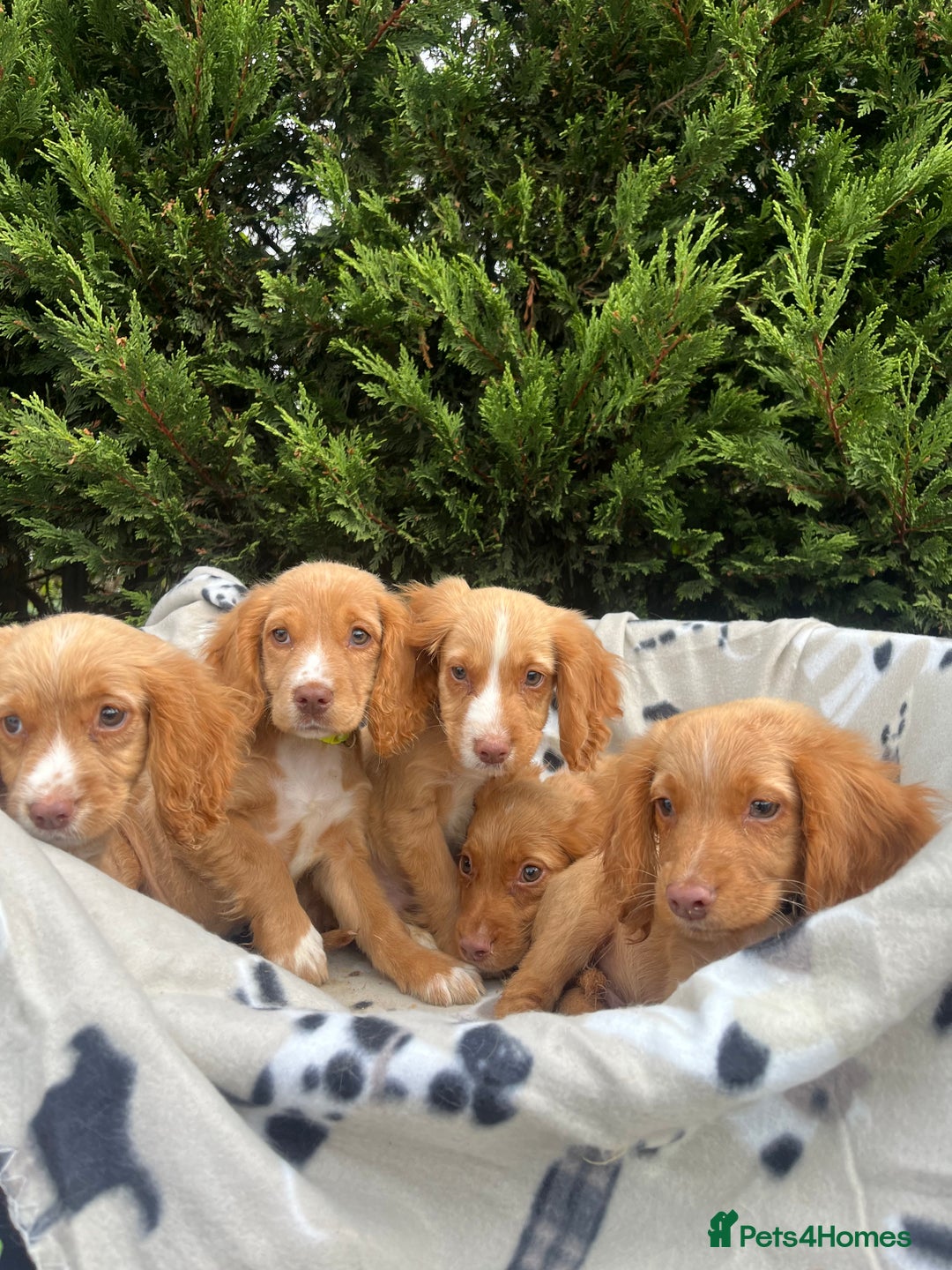 Cocker Spaniel dogs for sale: Five beautiful cocker spaniels - Image 2