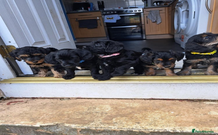 Mixed Breed dogs - Advert 1