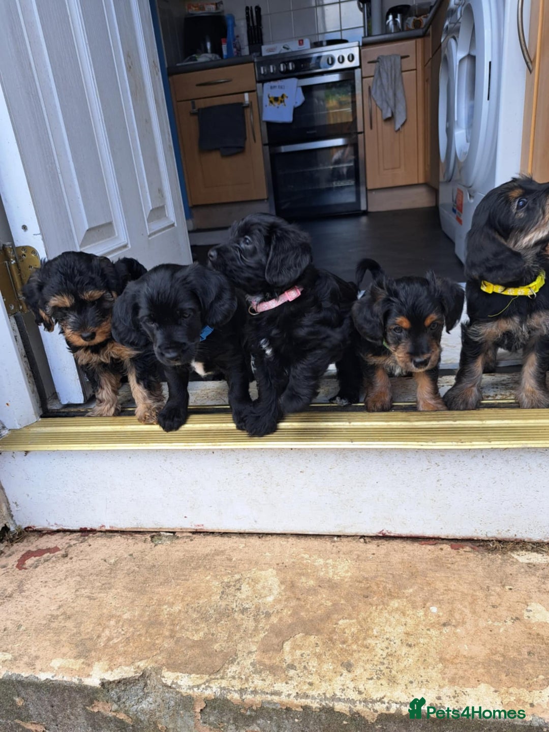 Mixed Breed dogs for sale: 5 ---- 1 yorkiepoo - Image 2