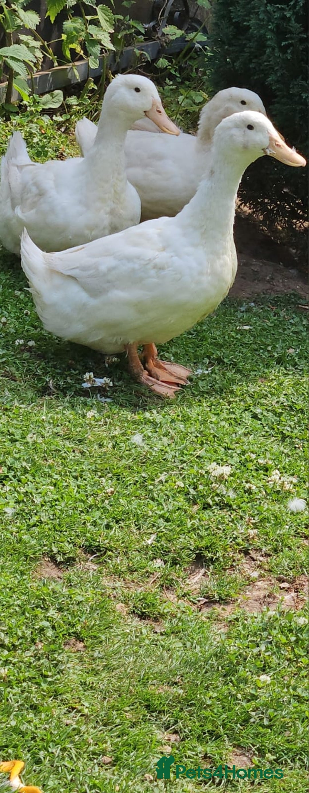 Mixed Breed livestock for sale: 🐔🐦 Ducks & Egg-Laying Chickens  – Birmingham - Advert 2