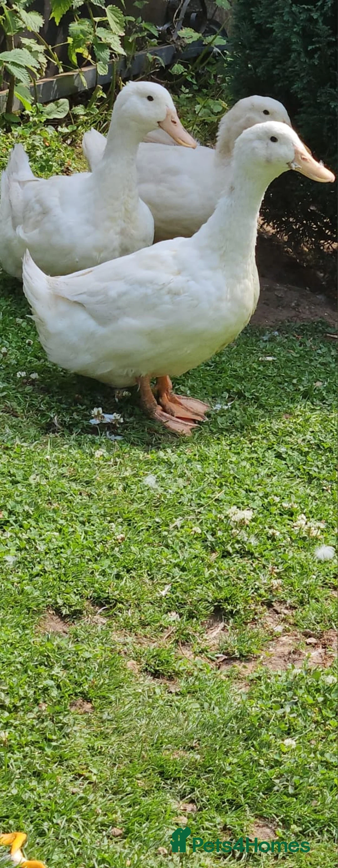 Mixed Breed livestock for sale: 🐔🐦 Ducks & Egg-Laying Chickens  – Birmingham - Advert 2