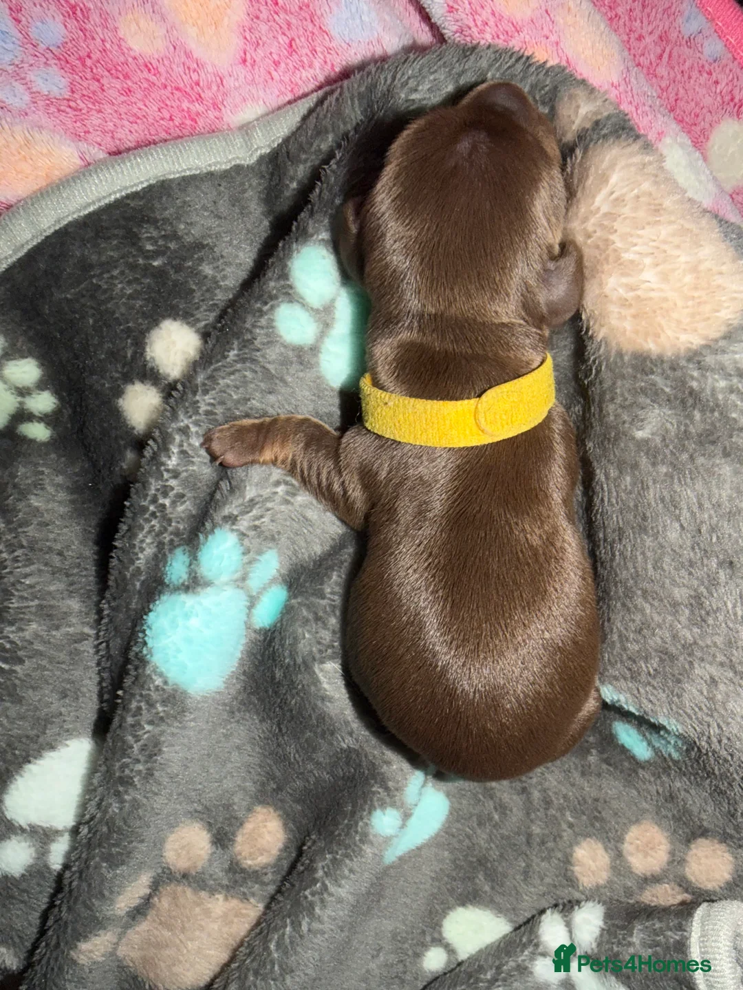 Miniature Dachshund dogs for sale: Miniature dachshund pups - Advert 11