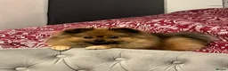 Pomeranian dogs for sale: Pomeranian female free - Advert 2