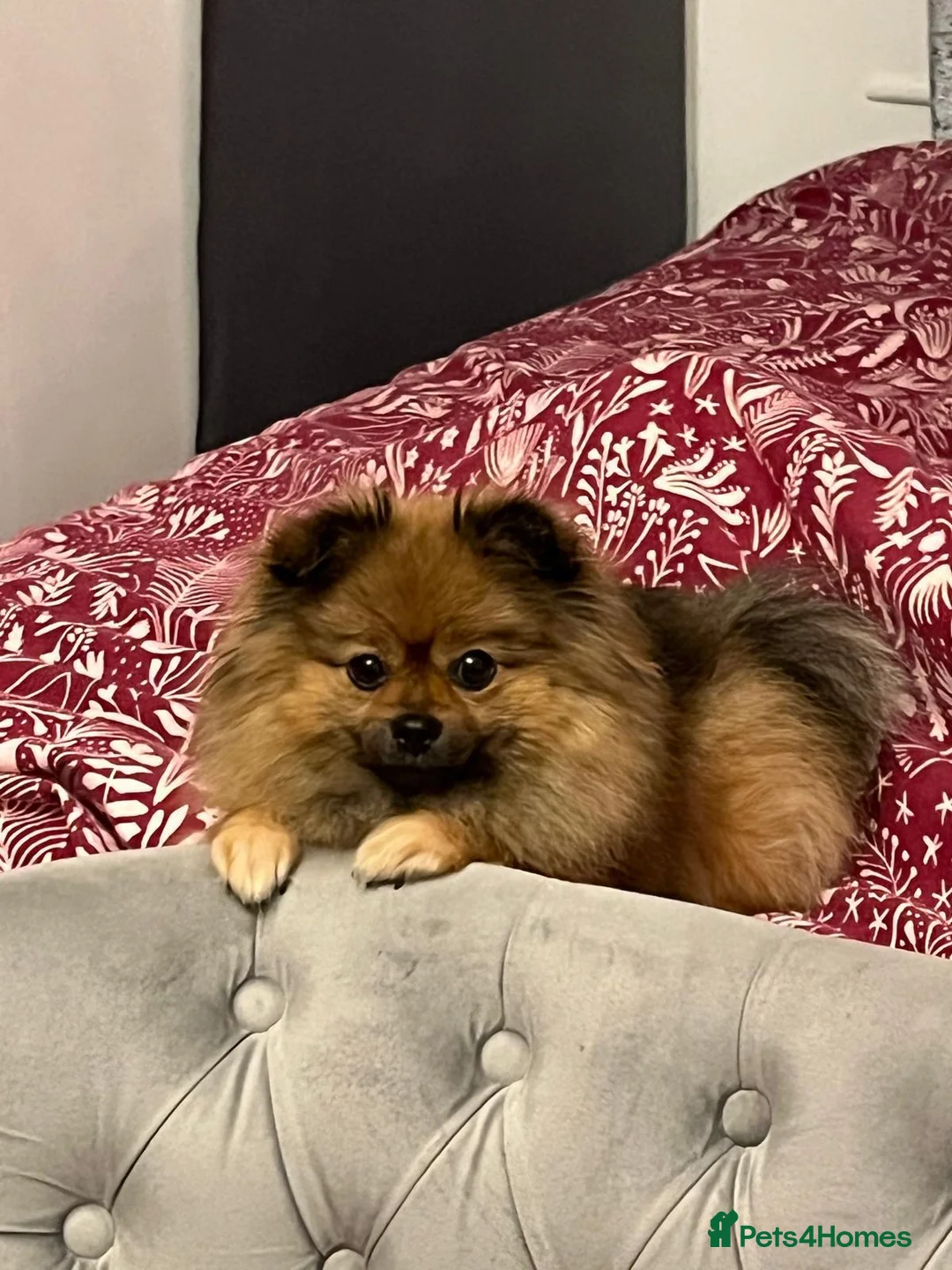 Pomeranian dogs for sale: Pomeranian female free - Advert 2