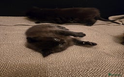 Maine Coon cats for sale: GCCF Maine Coon kittens  - Advert 20