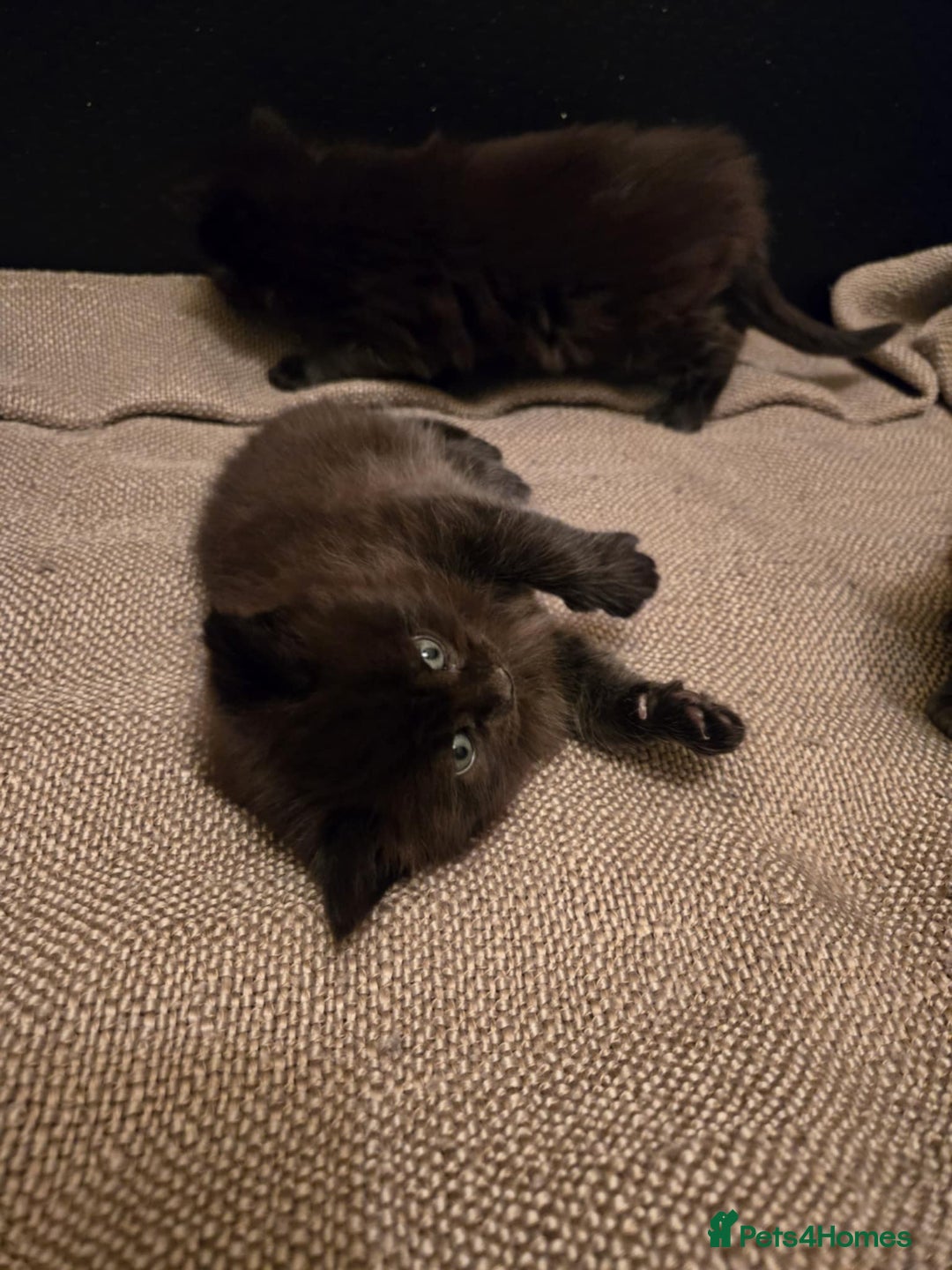 Maine Coon cats for sale: GCCF Maine Coon kittens  - Advert 20